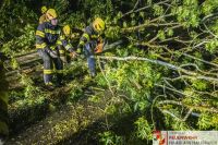 _2026-06-02 Baum über Straße B141 Pramwald-1610